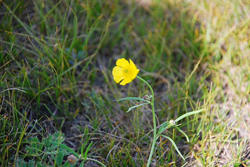 DSC_0415.JPG