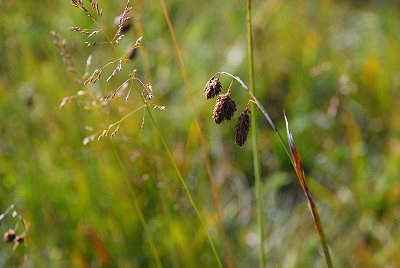 DSC_0476.JPG