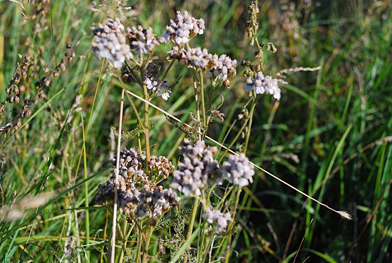 DSC_0528.JPG