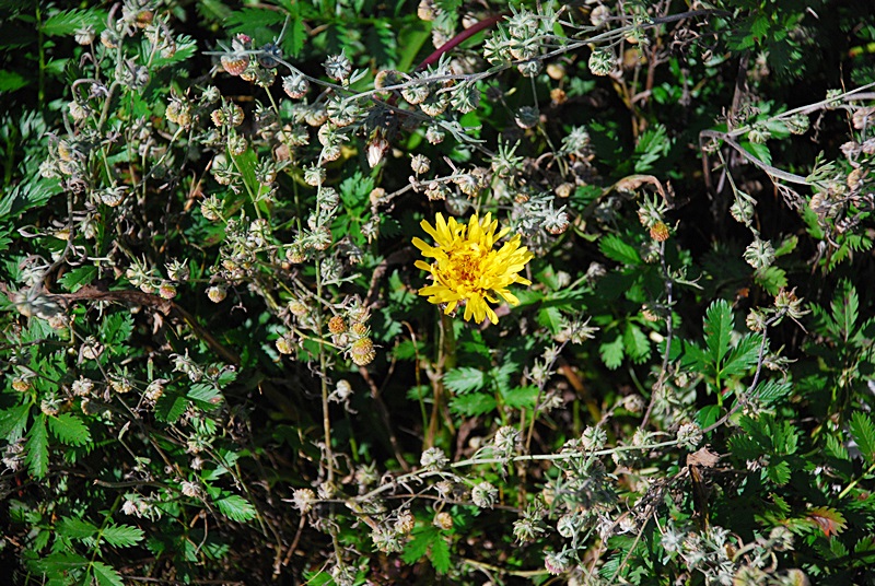 DSC_0406.JPG