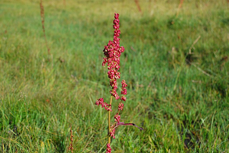 DSC_0483.JPG