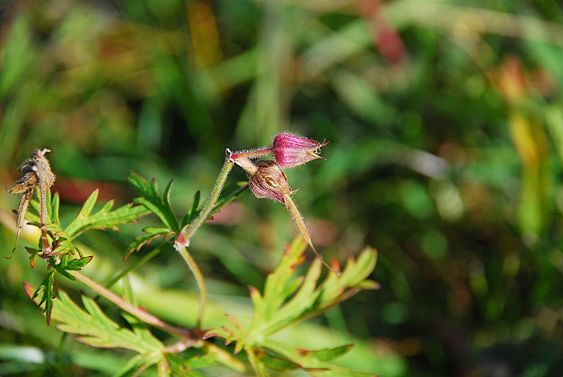 DSC_0459.JPG
