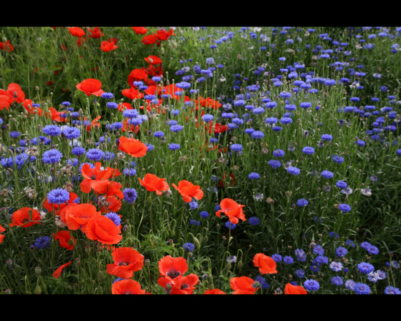 wild flower 2.jpg