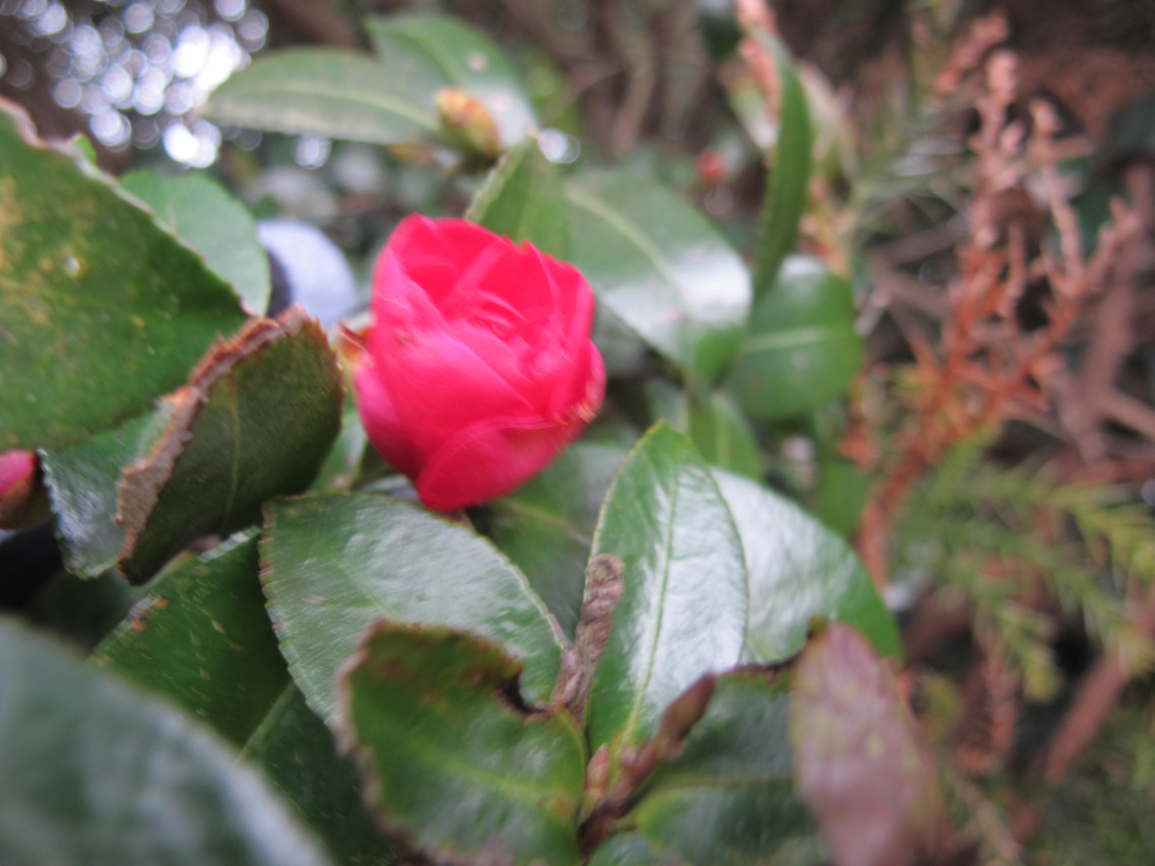IMG_6057.JPG