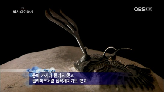 [생명의 기원] 2부. 육지의 정복자.121227.avi_001165965.jpg