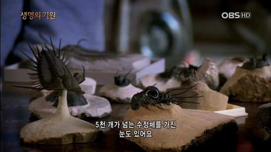 [생명의 기원] 2부. 육지의 정복자.121227.avi_001383383.jpg