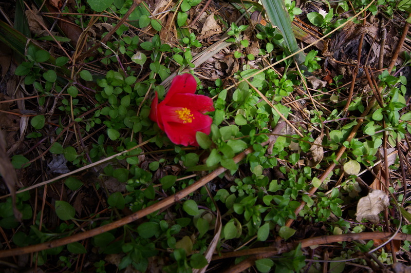 IMGP8657.JPG