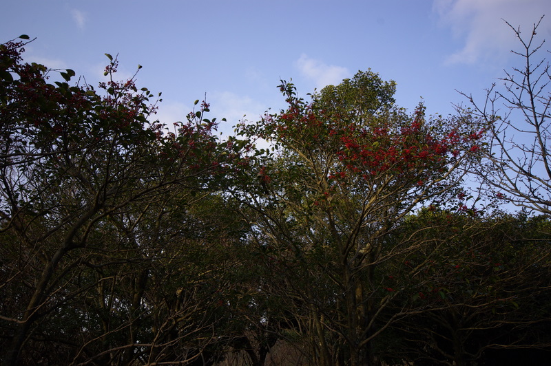 IMGP8744.JPG