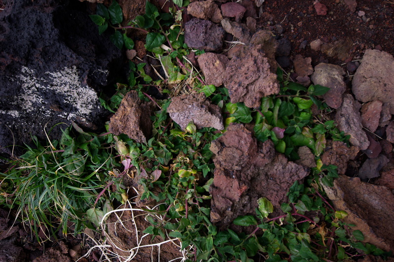 IMGP8555.JPG