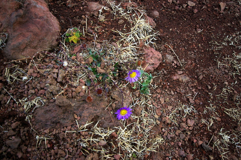 IMGP8608.JPG