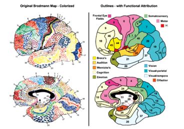 brodman map.JPG