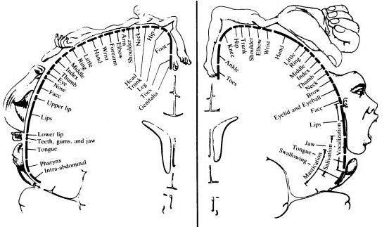 brodman map_1.JPG