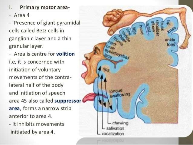 c-oncept-of-upper-and-lower-motor-neuron-7-638.jpg