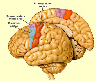 precentral_gyrus.jpg
