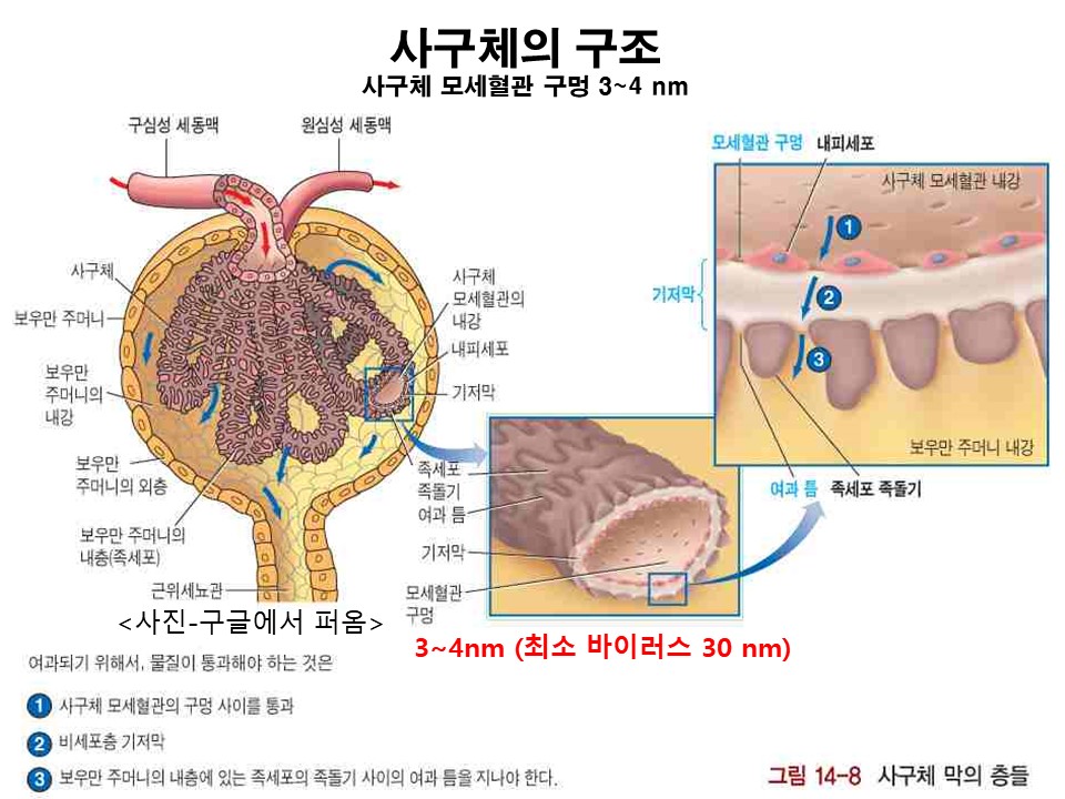 ##사구체 미세구조.jpg