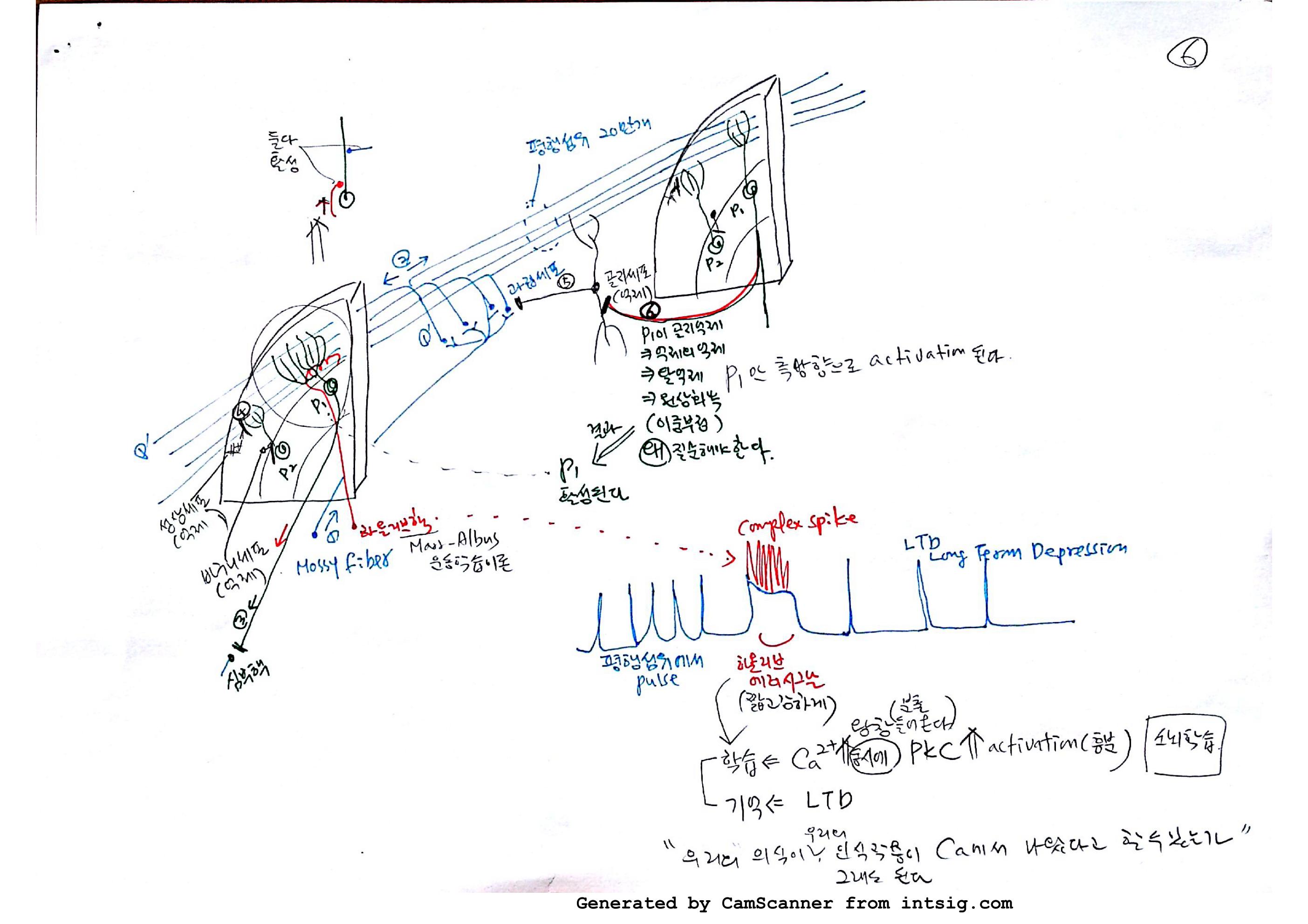 소노회로 neural circuit_06.jpg