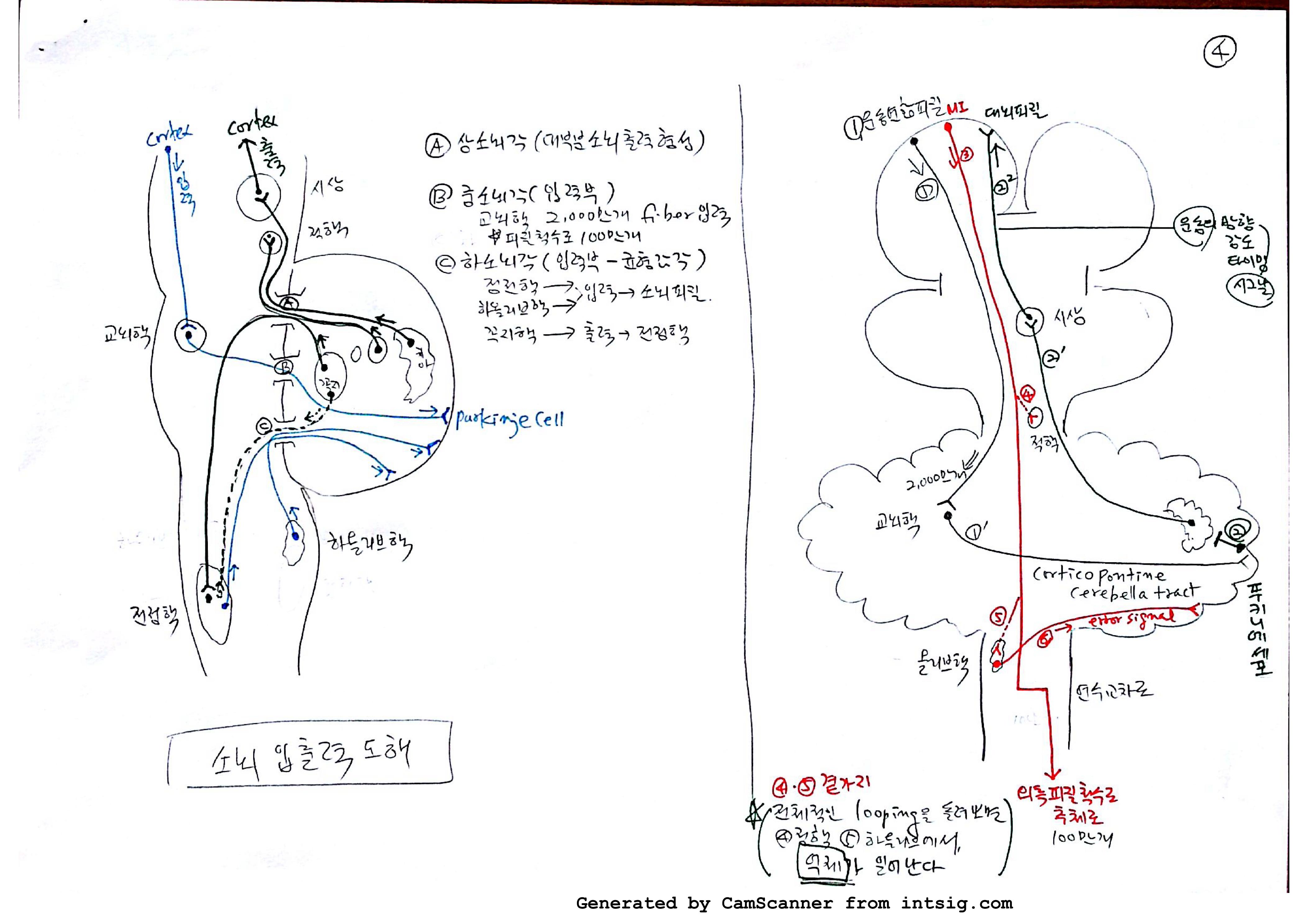 소노회로 neural circuit_04.jpg