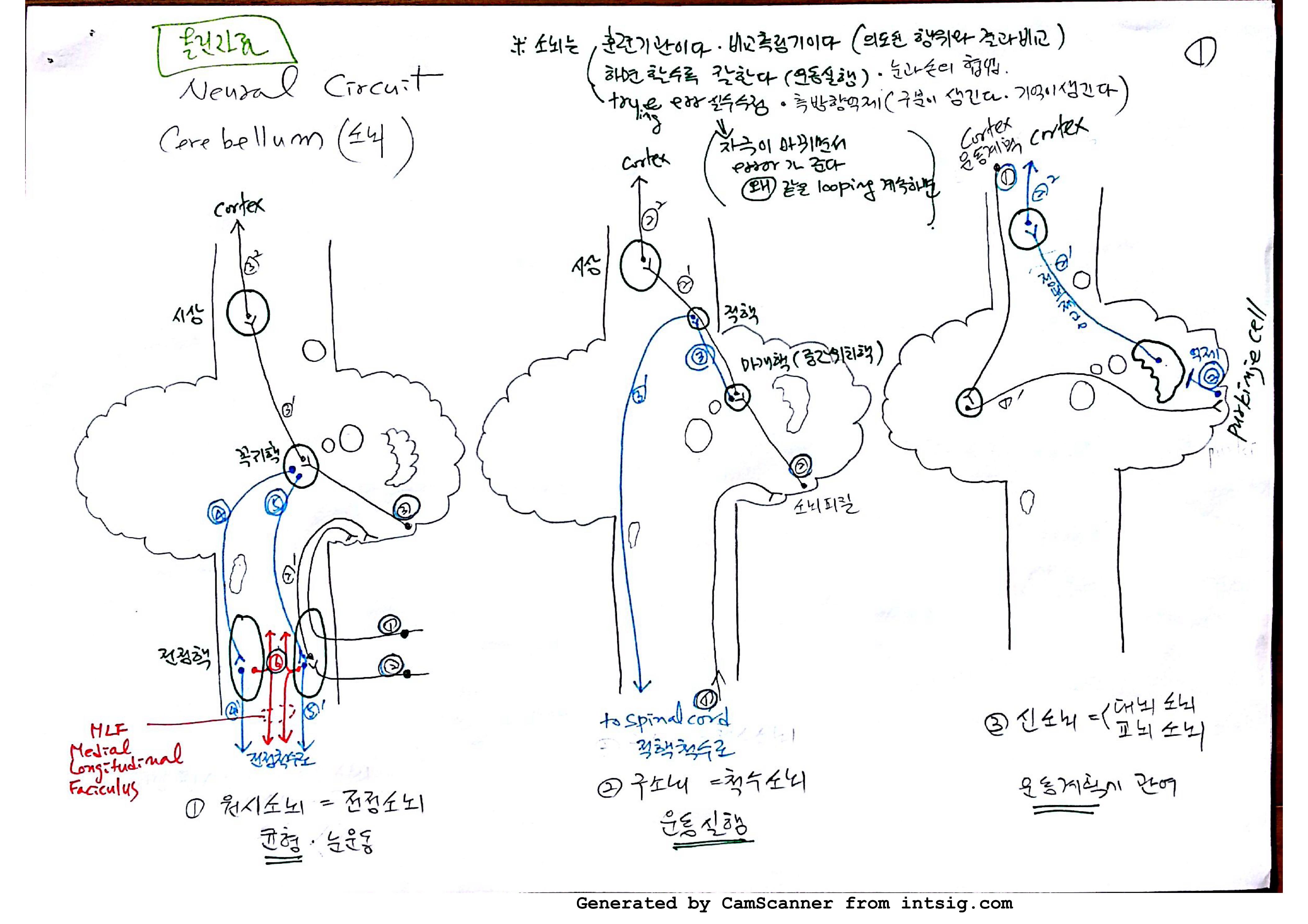 소노회로 neural circuit_01.jpg