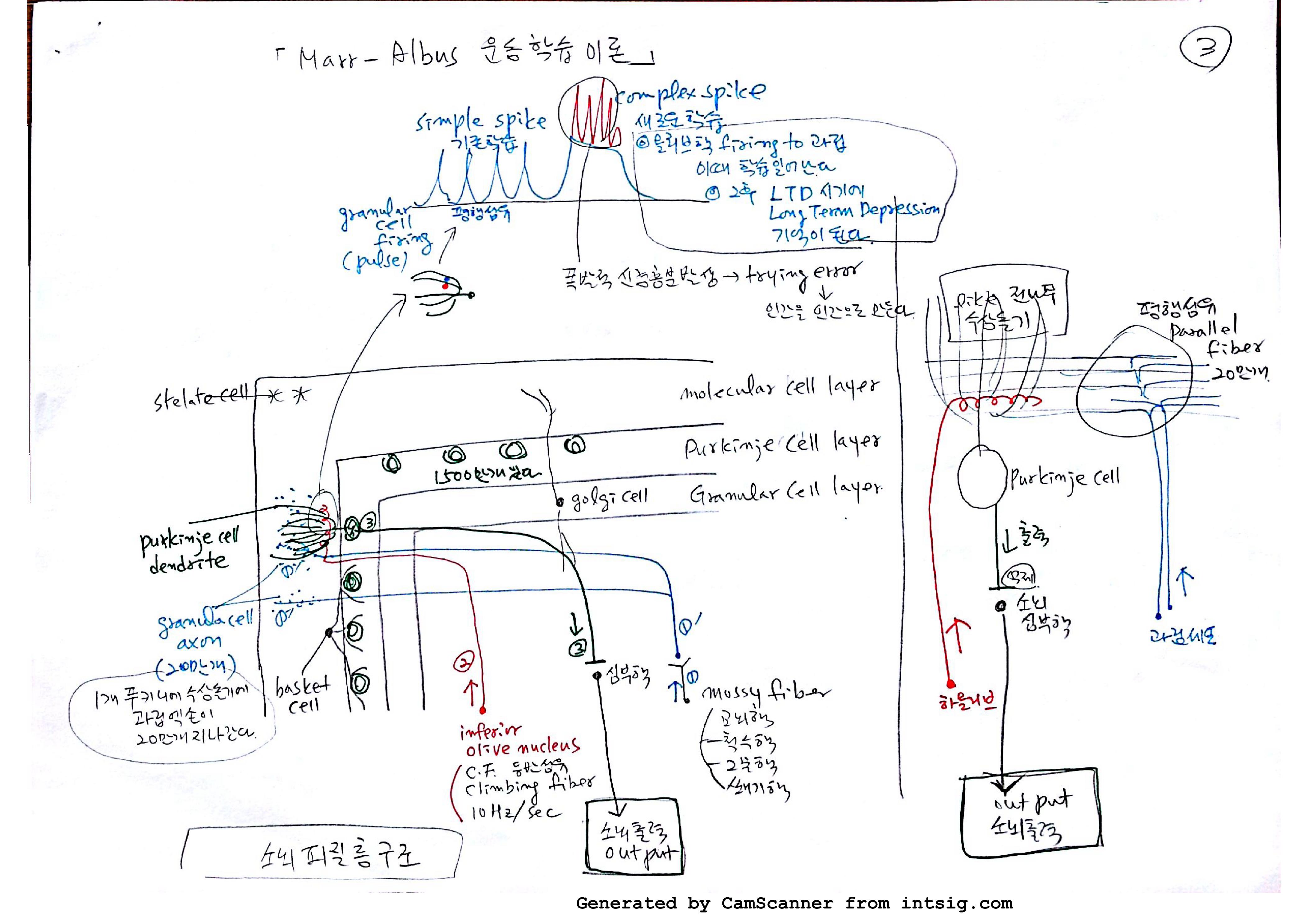소노회로 neural circuit_03.jpg