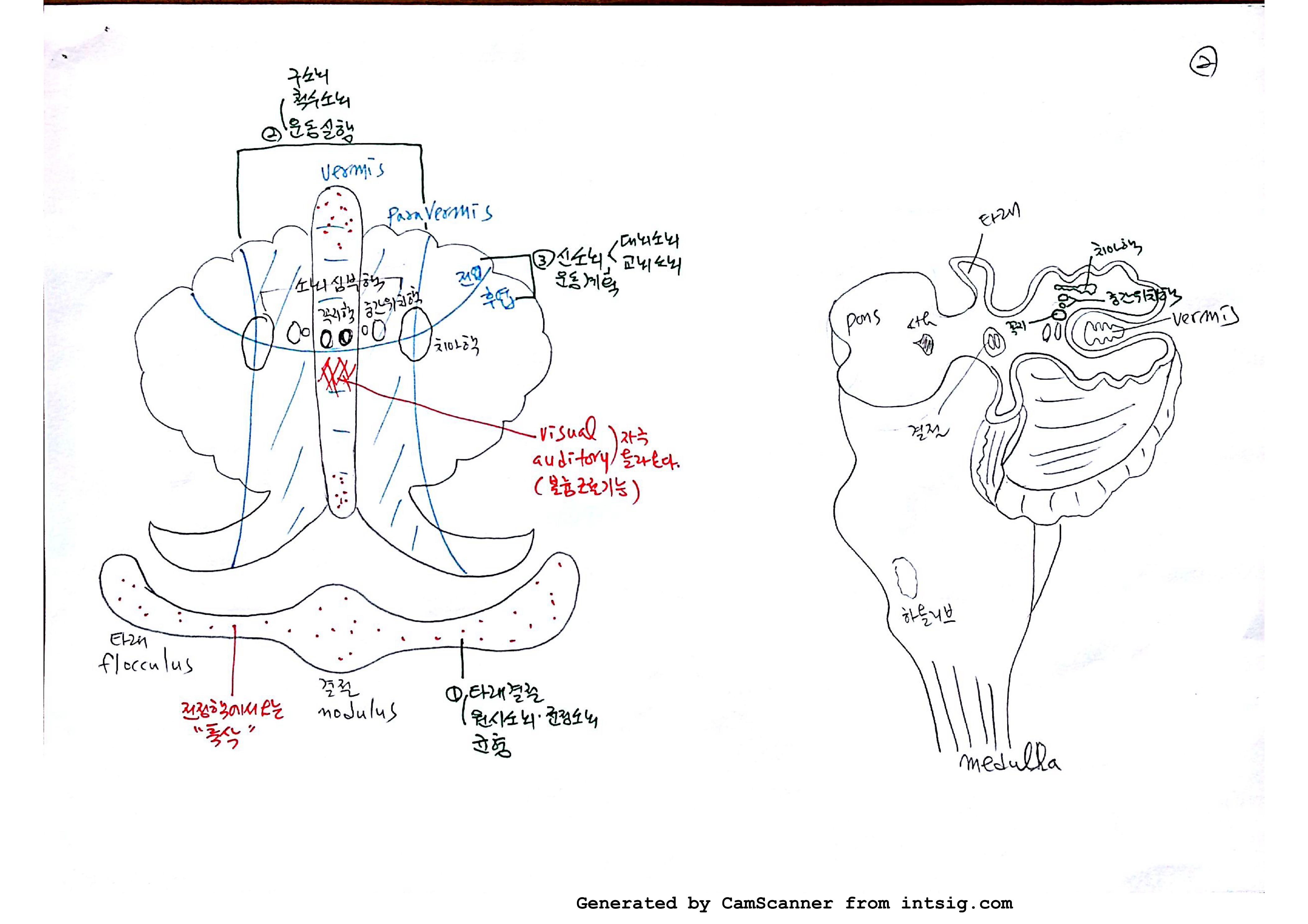 소노회로 neural circuit_02.jpg