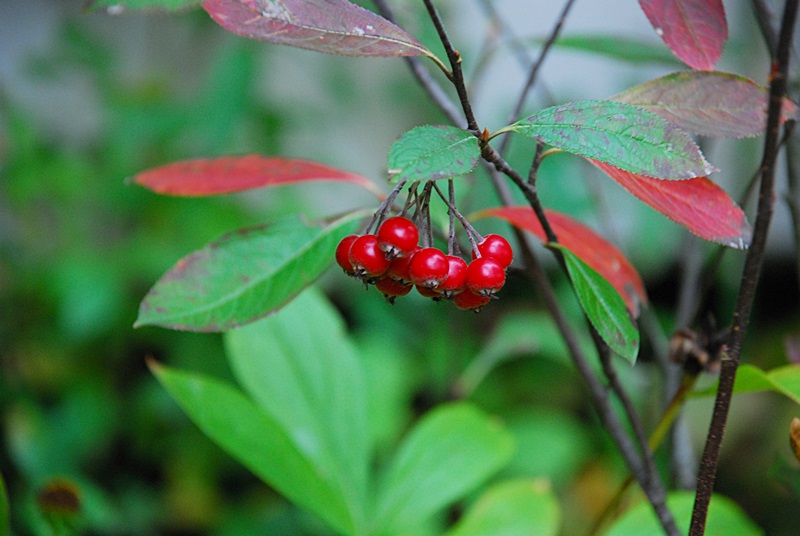 DSC_0917.JPG