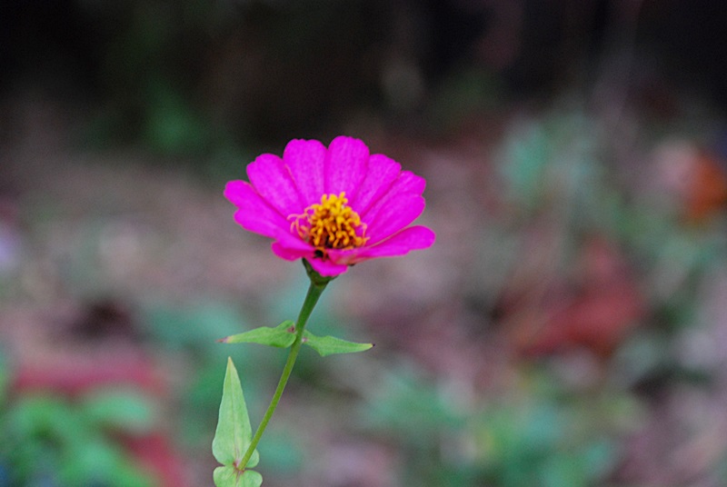 DSC_0897.JPG