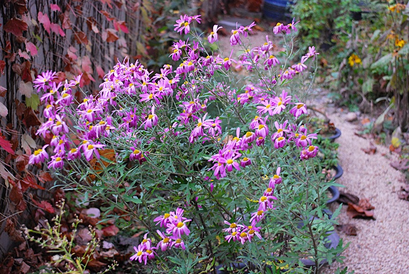 DSC_0896.JPG