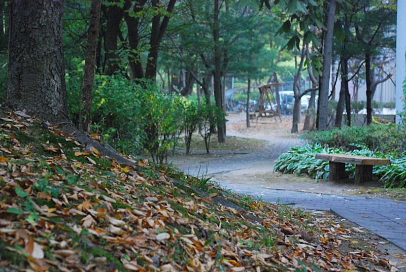 DSC_0950.JPG