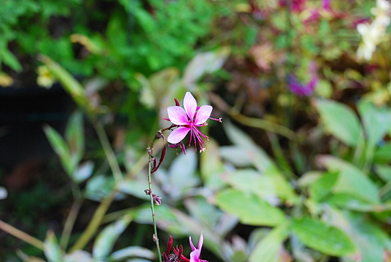 DSC_0909.JPG