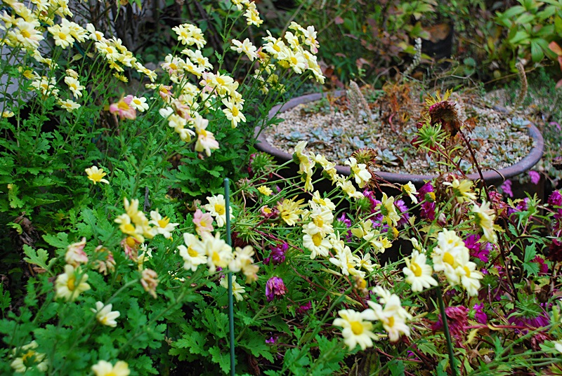 DSC_0911.JPG