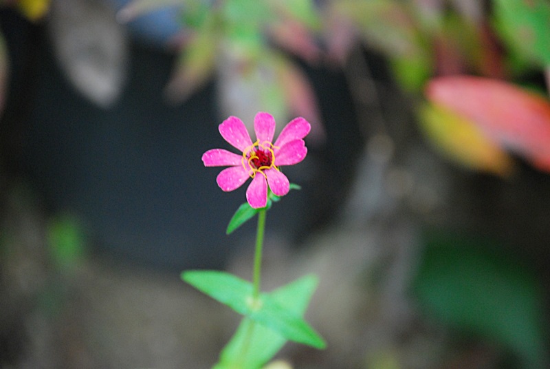 DSC_0927.JPG