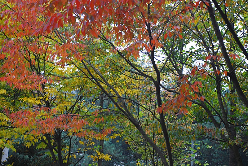 DSC_0890.JPG