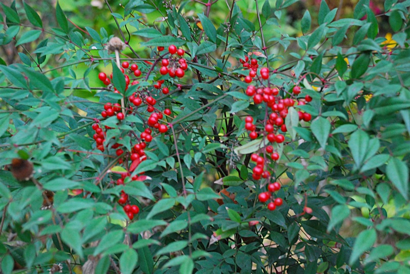 DSC_0947.JPG