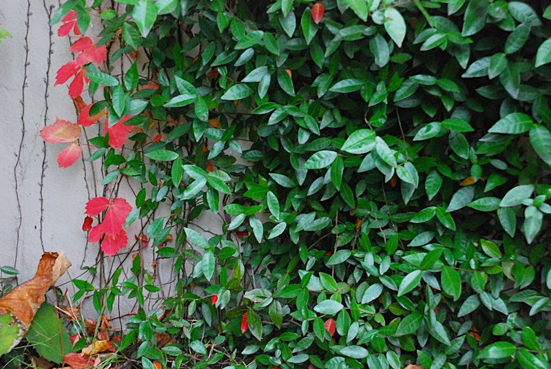 DSC_0938.JPG