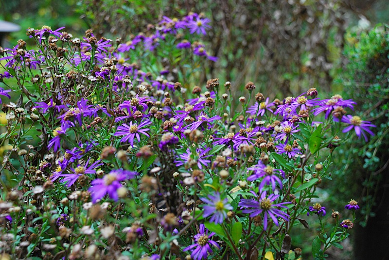 DSC_0905.JPG