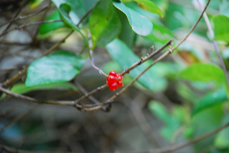 DSC_0919.JPG