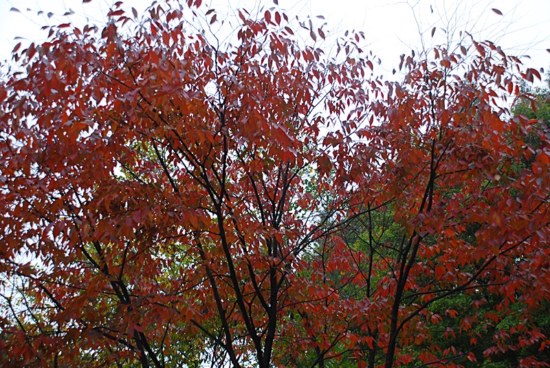 DSC_0889.JPG