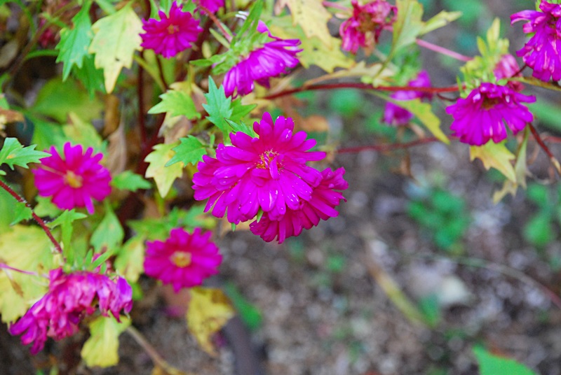 DSC_0916.JPG