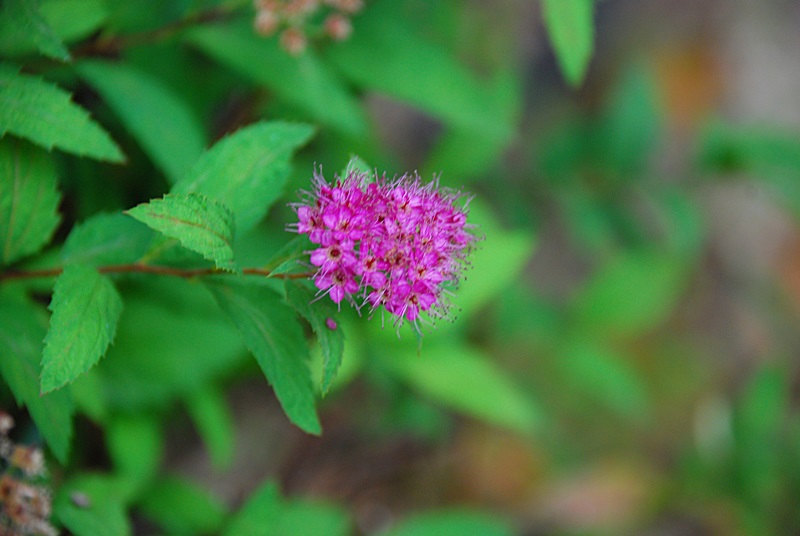 DSC_0920.JPG