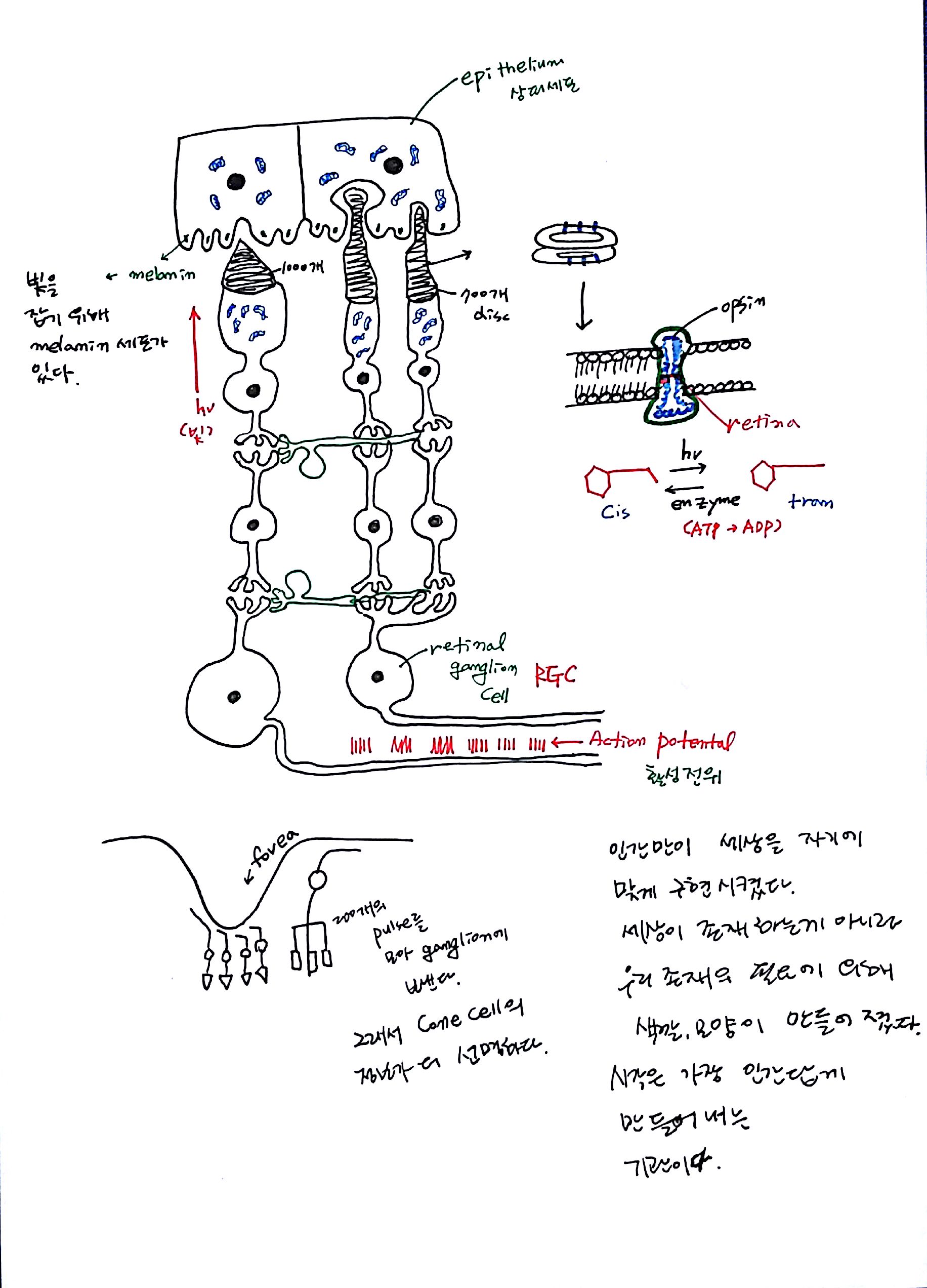 제 6회 특별한 뇌과학 1강 기억 (5).jpg