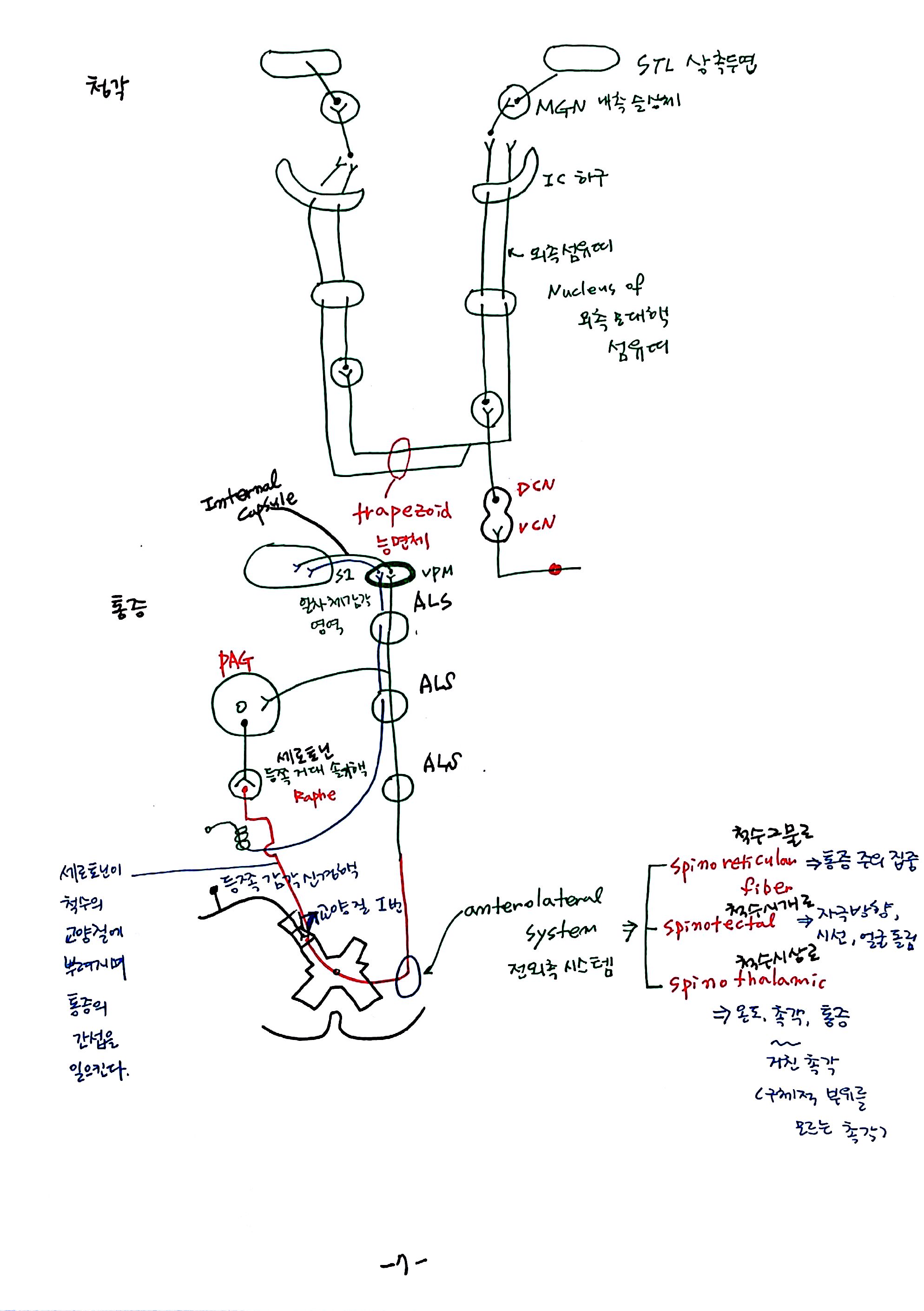 제 6회 특별한 뇌과학 6강 뇌간 (7).jpg