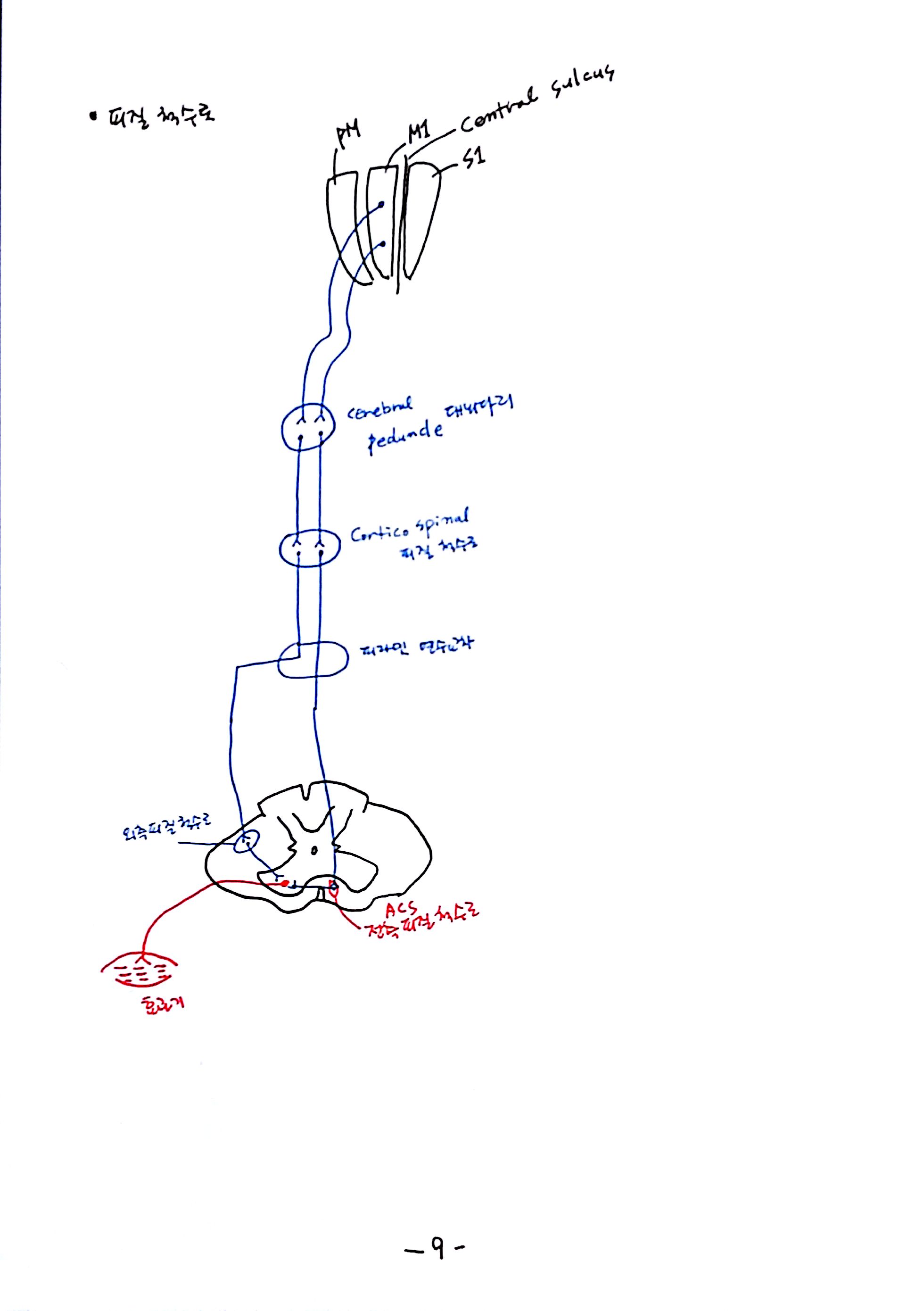 제 6회 특별한 뇌과학 6강 뇌간 (9).jpg