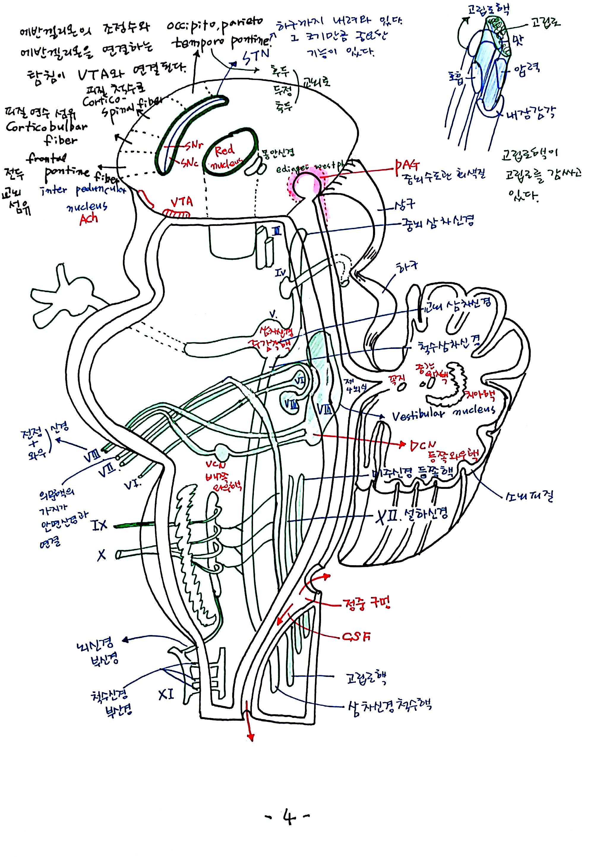 제 6회 특별한 뇌과학 6강 뇌간 (4).jpg
