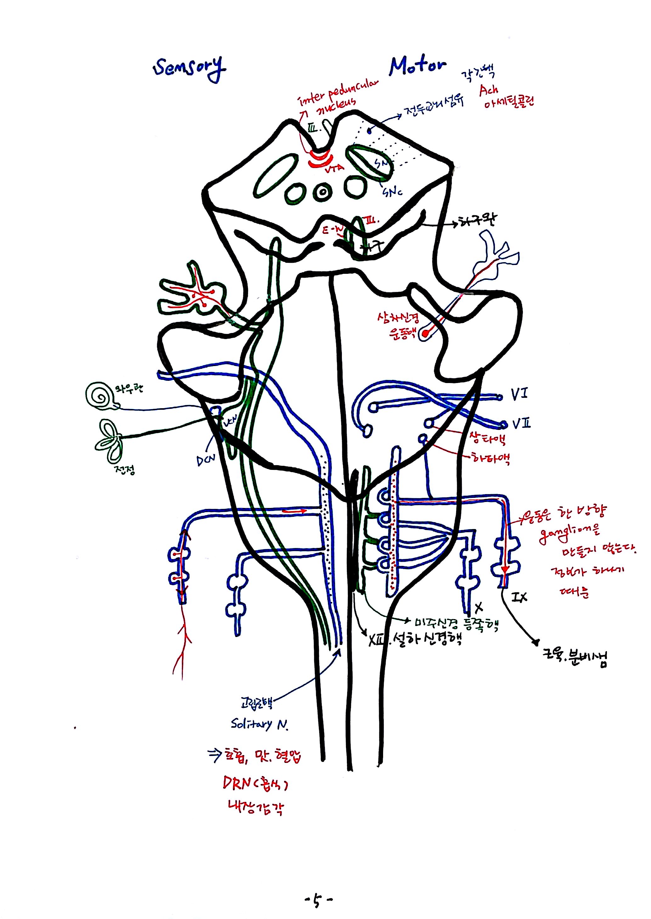 제 6회 특별한 뇌과학 6강 뇌간 (5).jpg