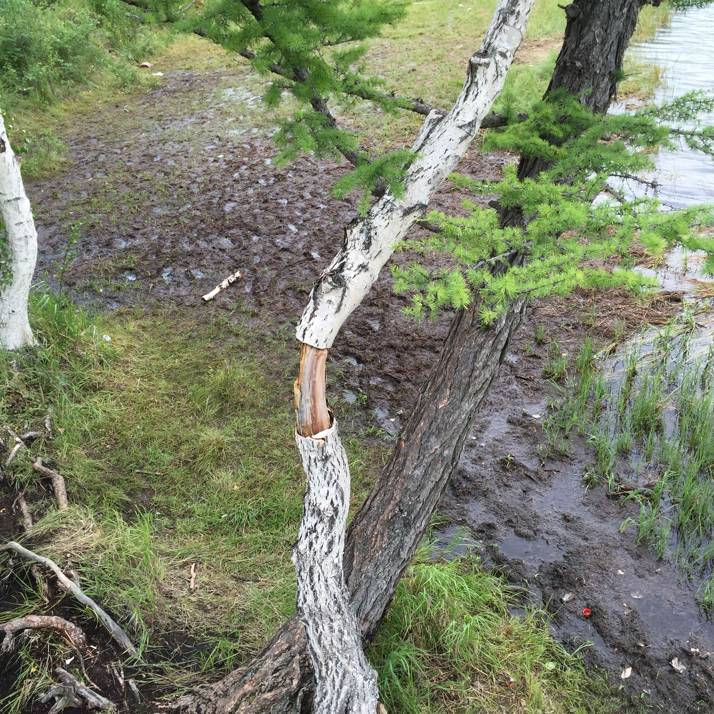 IMG_4346.JPG : 몽골 탐사 2진(우리들 이야기 끝)