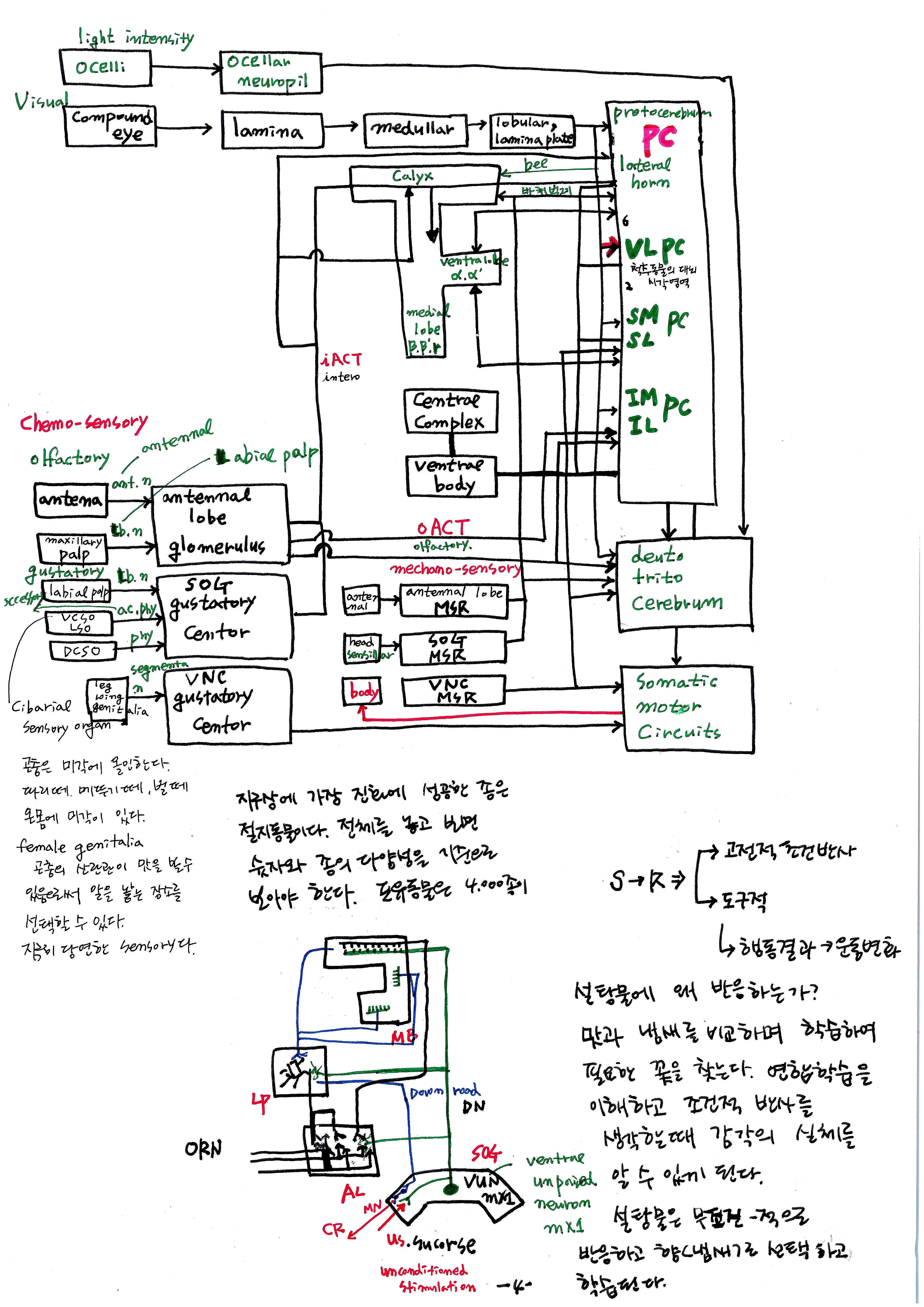 제 7회 특별한 뇌과학 1강 곤충의 뇌 스캔본 (3).jpg