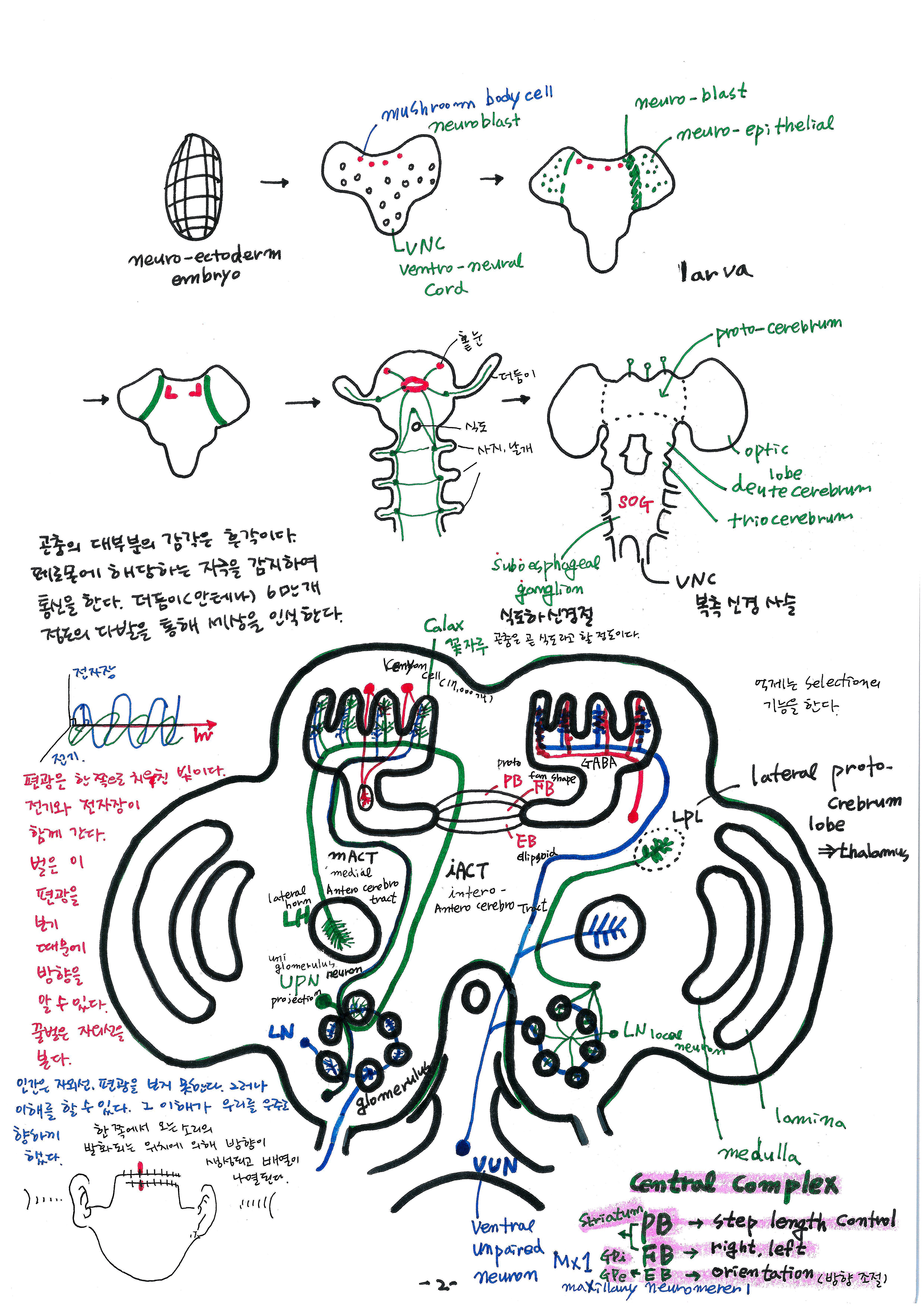 제 7회 특별한 뇌과학 1강 곤충의 뇌 스캔본 (1).jpg