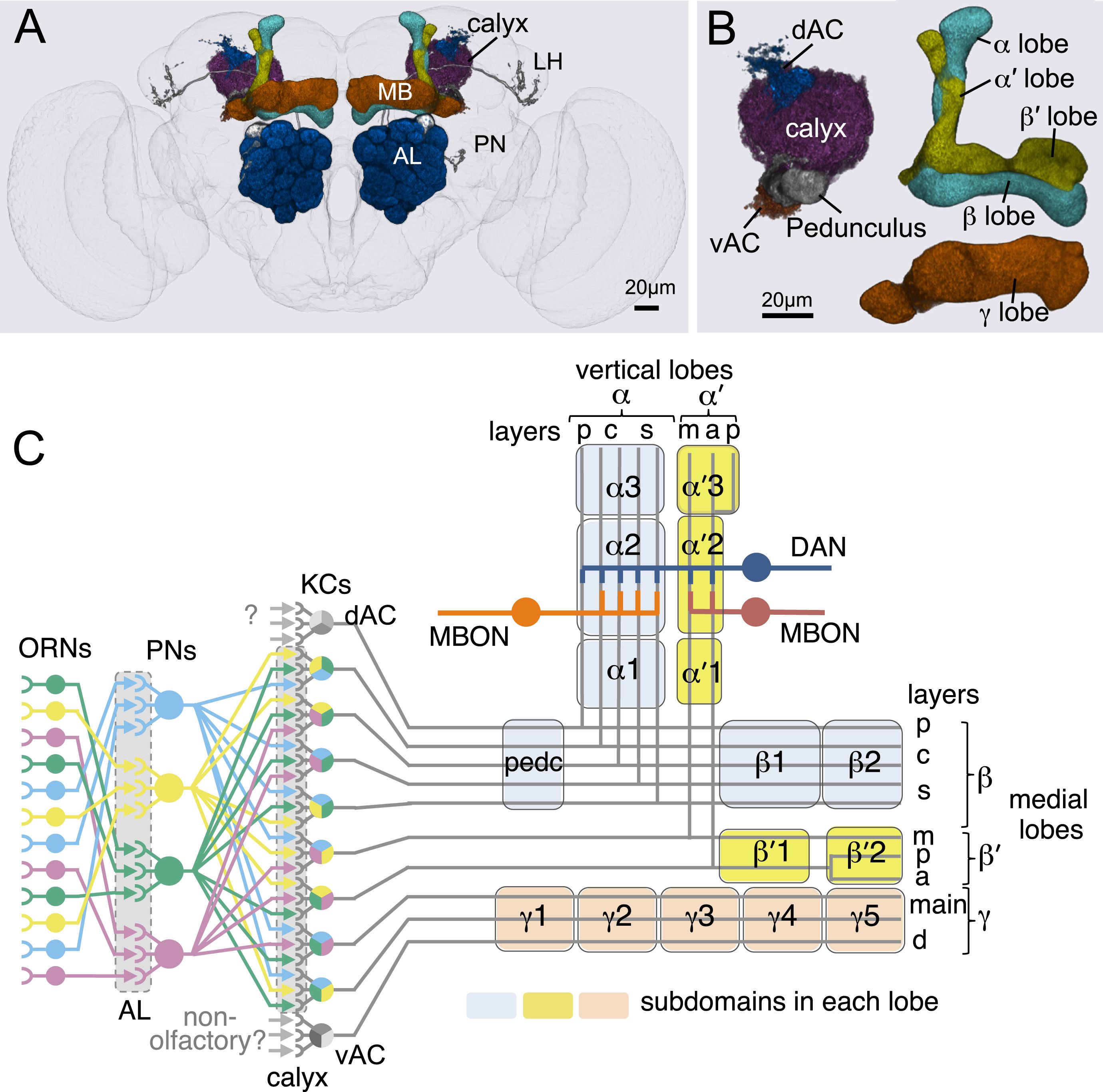 Anatomy of olfactory pathways in the adult fly brain..jpg
