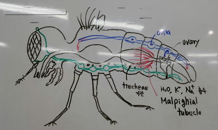 곤충의 그림.JPG