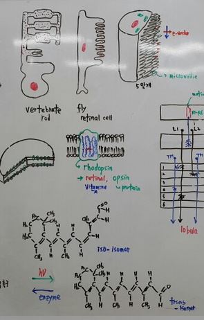 빛을 본다는 것.JPG